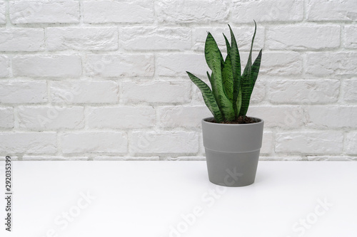 Sansevieria in a gray pot. Home plant on a light background. Flower on a white brick background.