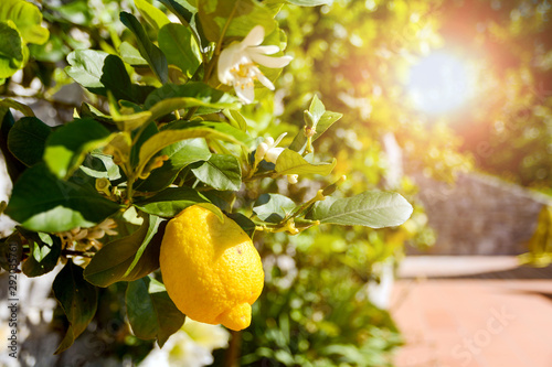 Lemon tree (Citrus limon) with ripe fruits in an italian garden near the mediterranean sea, Italy Europe photo