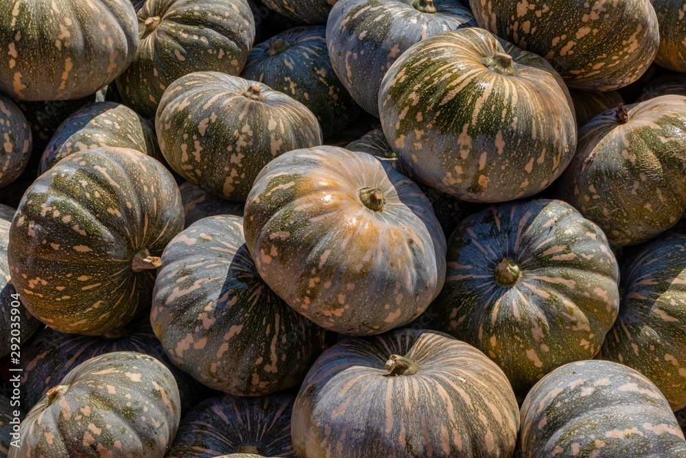 pumpkin in the market pumpkin in the market
