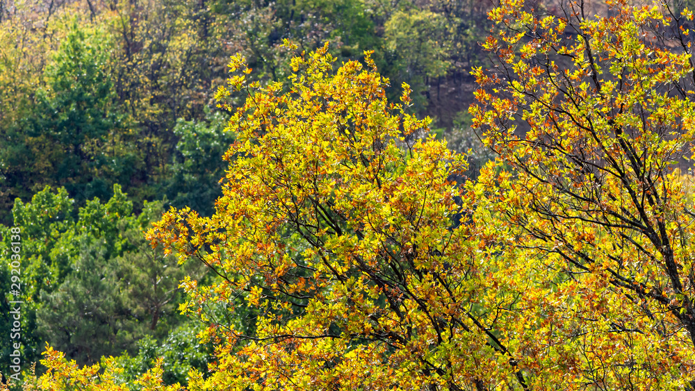 Fall foliage landscape