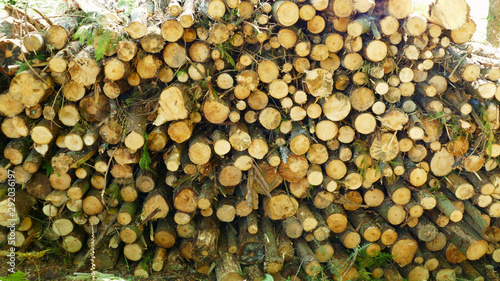 Firewood piled on the mountain