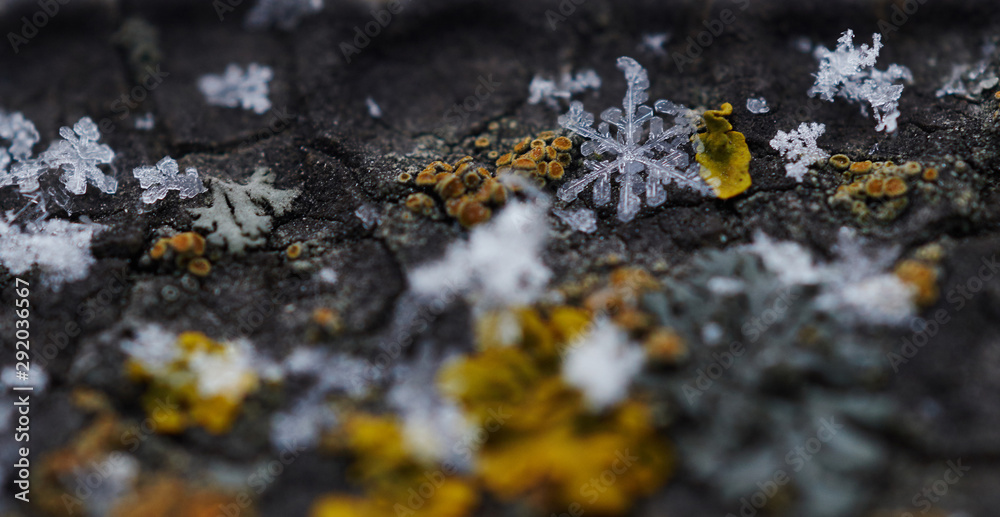 A few snowflakes on the gray textured surface of the stone surrounded by lichens.