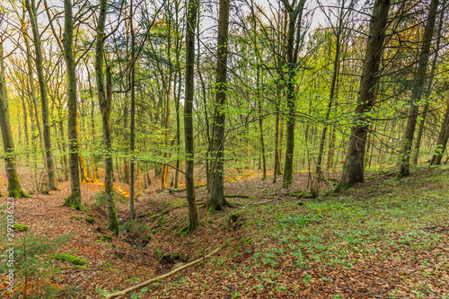 Awakening beech forest in spring with soft green leaves in German Vulkaneifel in Gerolstein with Brown fallen leaves and by rain water eroded gullies