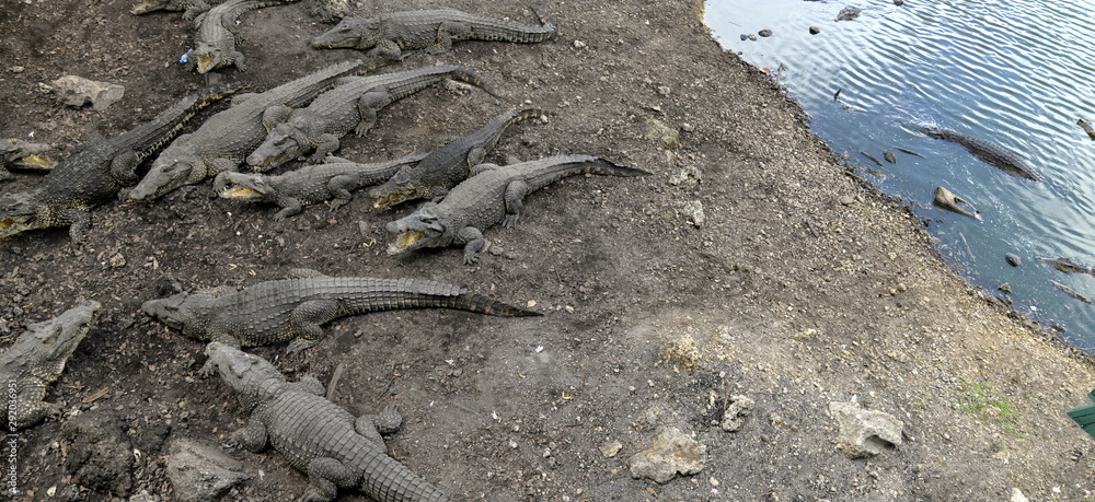 Obraz premium CRIADERO DE COCODRILOS