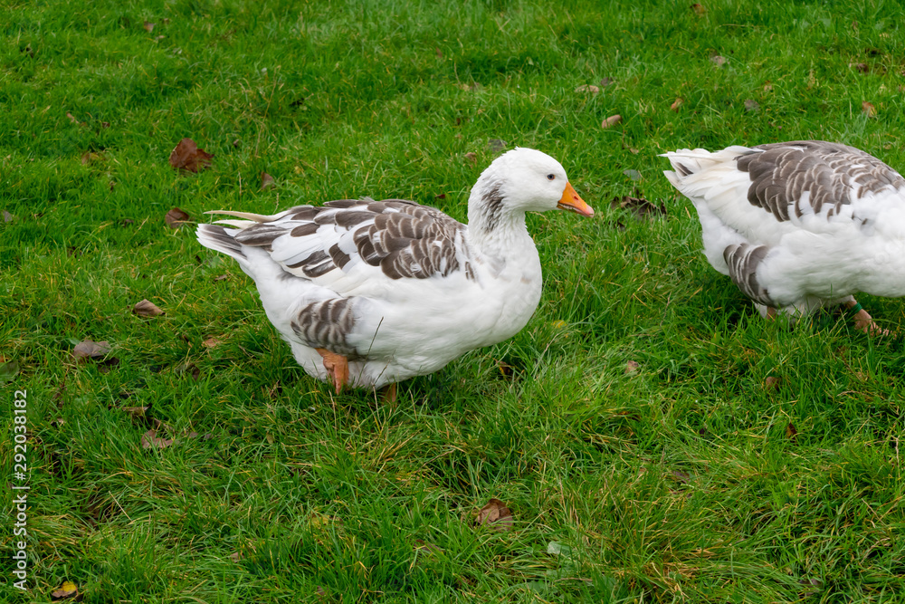 Goose wandering around in a field