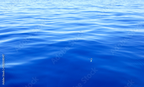 pequena tartaruga mergulha para azul profundo do oceano