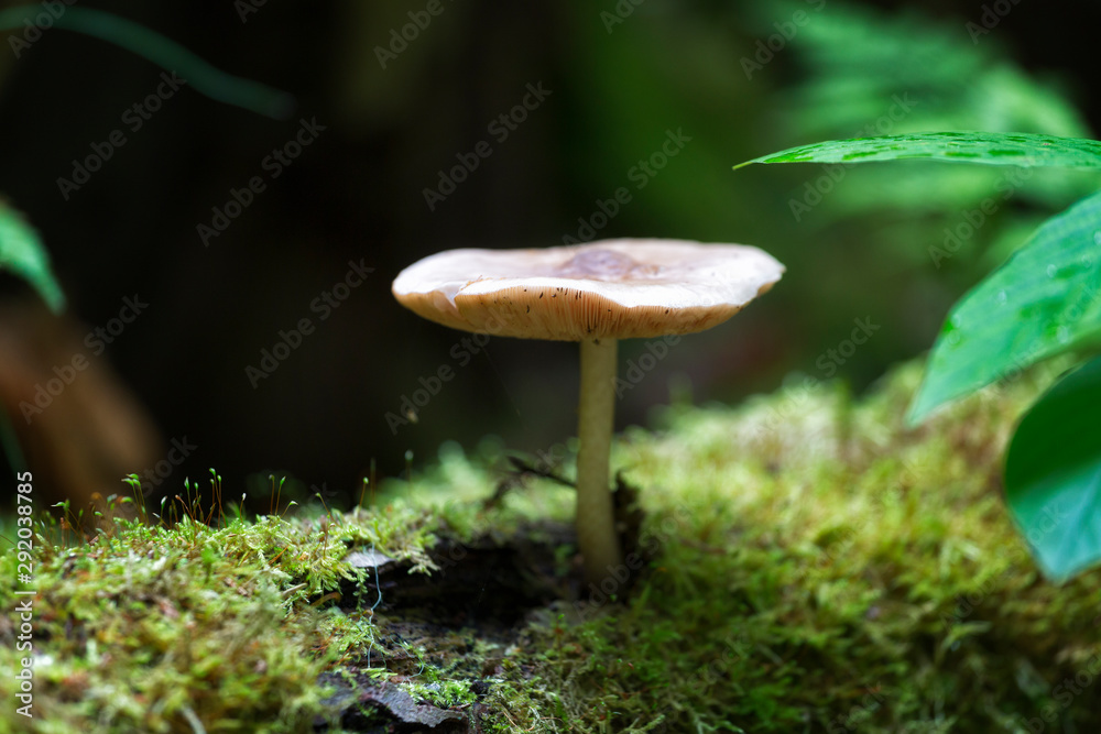 Small mushroom among moss on a dark background Small mushroom among moss on a dark background