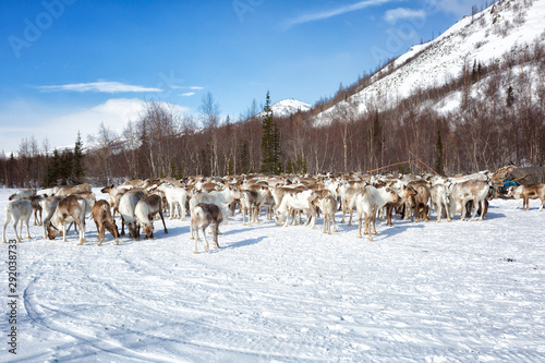 large herd of reindeers in winter, Yamal, Russia © Shchipkova Elena