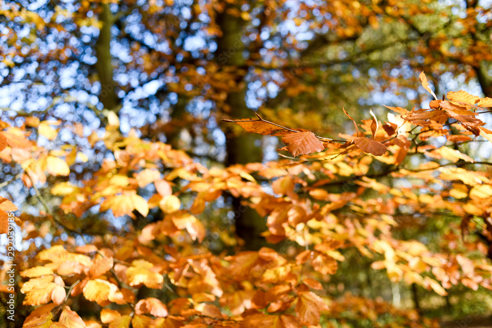 Sherwood Forest Autumn colours in Nottinghamshire,UK.