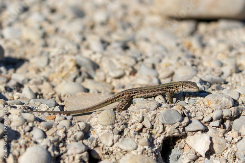 The Italian wall lizard on  a remote island of Palagru  a in Croatian Adriatic