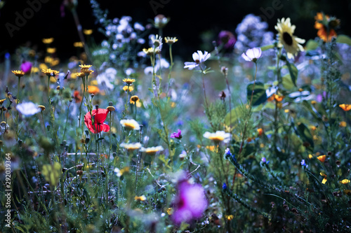 Wildblumen für die Seele © Susann Bausbach