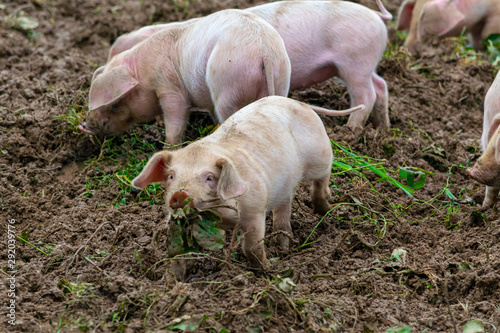 Small piglets playing in the mud with siblings