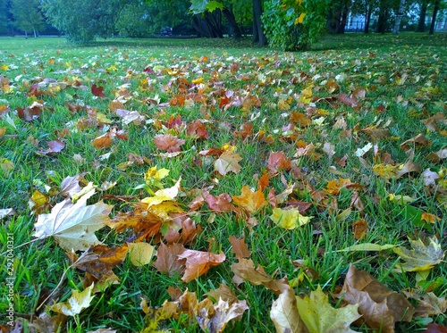 Bright yellow orange copper fallen maple leaves on the green grass in colorful city park. Beauty of nature in the fall. Beautiful autumn background. Dreams of the future, golden days and happiness. photo