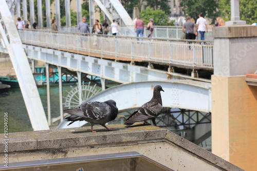 Pigeons in Paris and people on the background