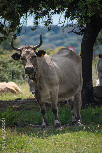 Fototapeta Naklejka Na Ścianę i Meble -  dairy cow with big horns staring