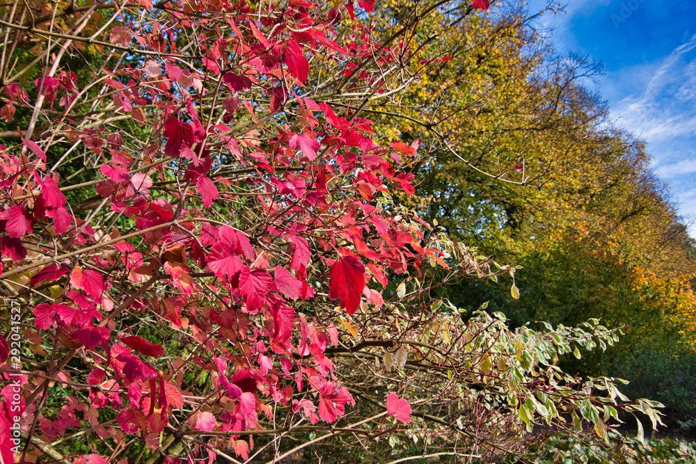 colored leaves in the garden