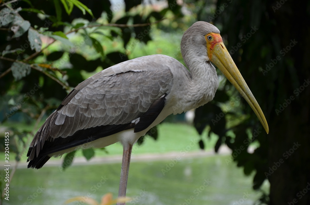 Fototapeta premium Grauer Storch im Vogelpark