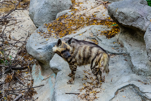 Striped hyena (Hyaena hyaena) on the stone © ihorbondarenko