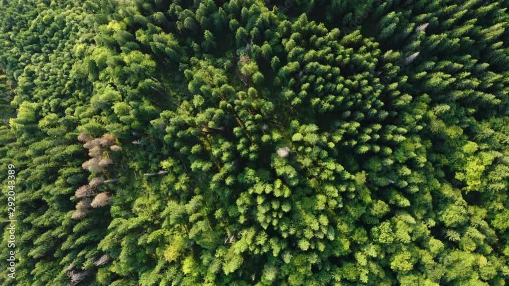Flying Above Area with a high Density of Trees. Aerial view of Coniferous Forest in National Park in USA. Flying Above Area with a high Density of Trees. Aerial view of Coniferous Forest in National Park in USA.