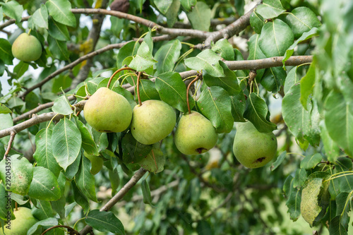 harvest of ripe pear fruit on the tree