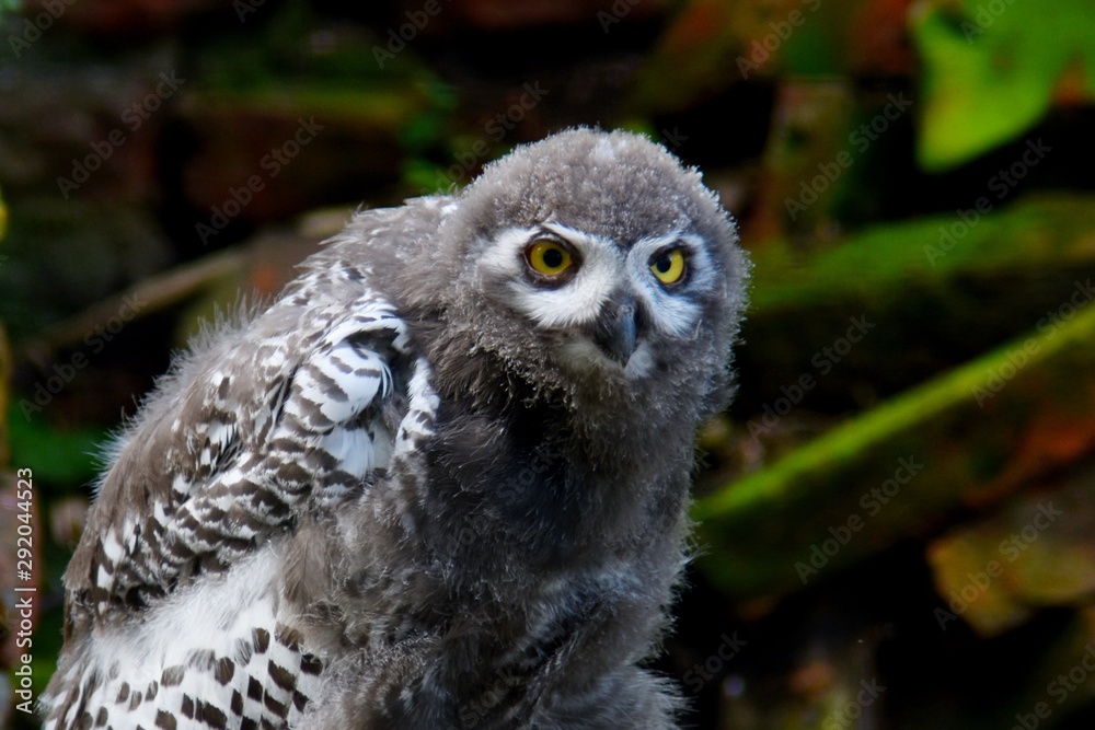 Naklejka premium owl young individual with gray plumage
