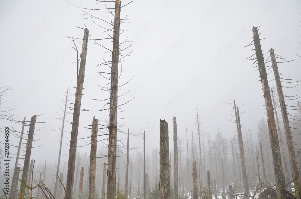 trees trees