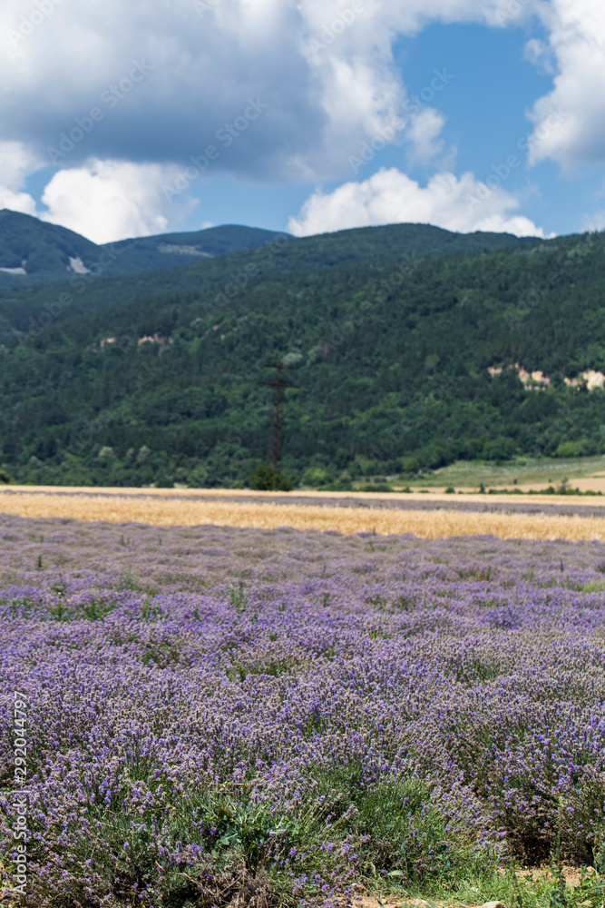 Flowering lavender. Field of blue flowers. Lavandula - flowering plants in the mint family, Lamiaceae. Flowering lavender. Field of blue flowers. Lavandula - flowering plants in the mint family, Lamiaceae.