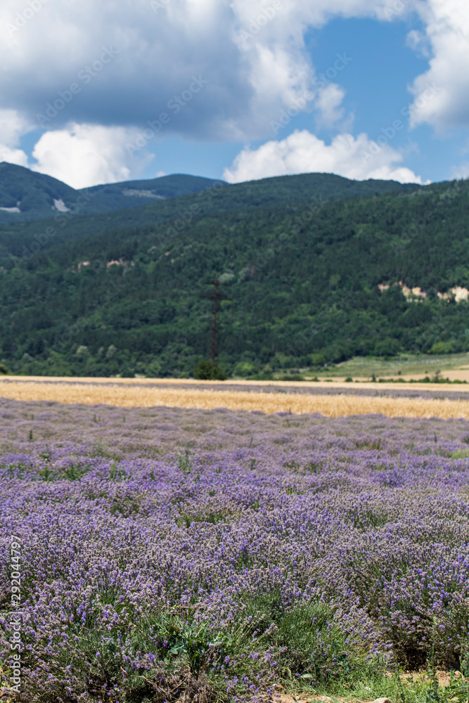 Flowering lavender. Field of blue flowers. Lavandula - flowering plants in the mint family, Lamiaceae.	