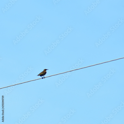 bird sitting on electric wires against the sky © Vitalii