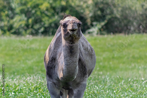 camel relaxing in a green grass meadow