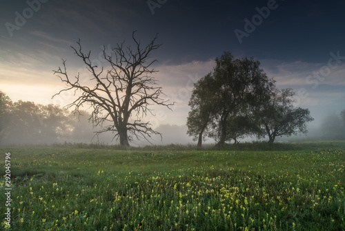 foggy morning in the park. old trees landscape