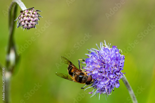 Mimic bee collecting pollen from a wild purple flower photo