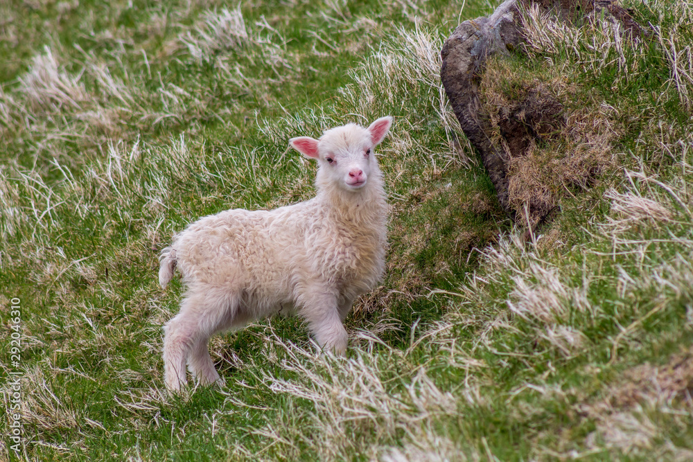 Obraz premium Lamb on mykines