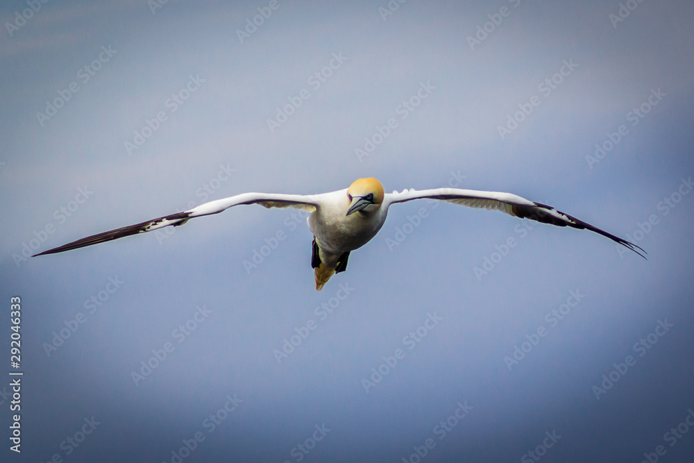 Gannet on mykines