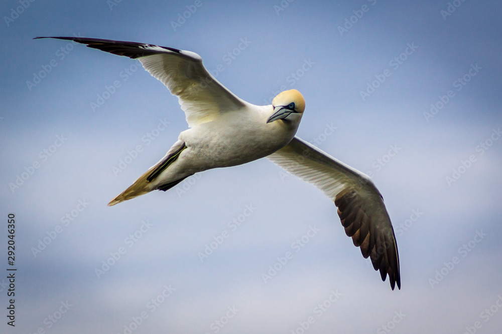 Gannet on mykines Gannet on mykines