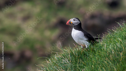 Photography Puffin on Mykines