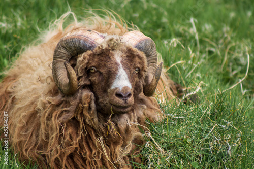 Photography Mykines goat