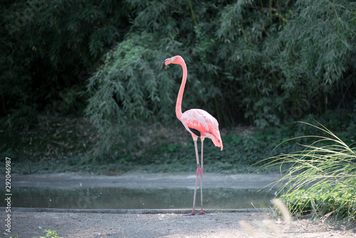 Flamingo. American flamingo  Phoenicopterus ruber  pink bird.