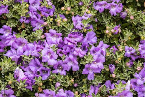 Canvas-taulu Purple Texas Ranger Flowers
