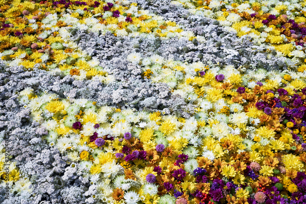 Autumnal flowers background. A carpet of colorful flowers. View from above. Holiday backgrou