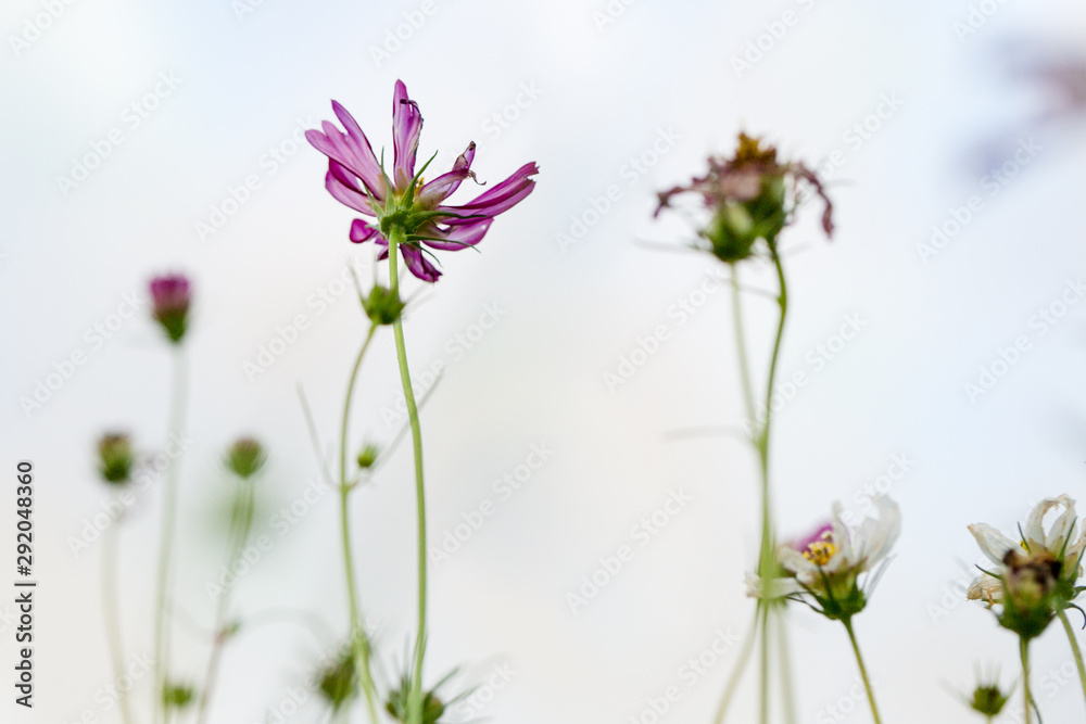 wild flowers in field 