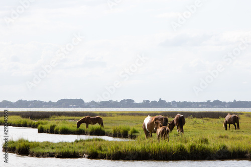 horses eating in marsh field © Kathleen