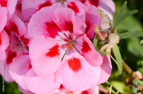 Beautiful pink flower in a garden