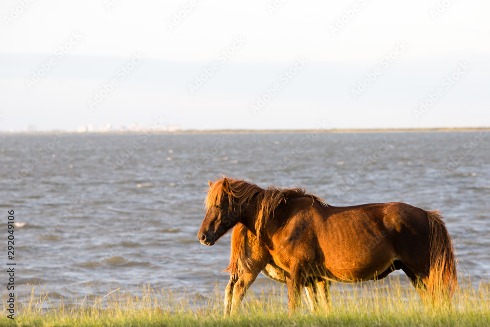 wild horses by water in grassy area