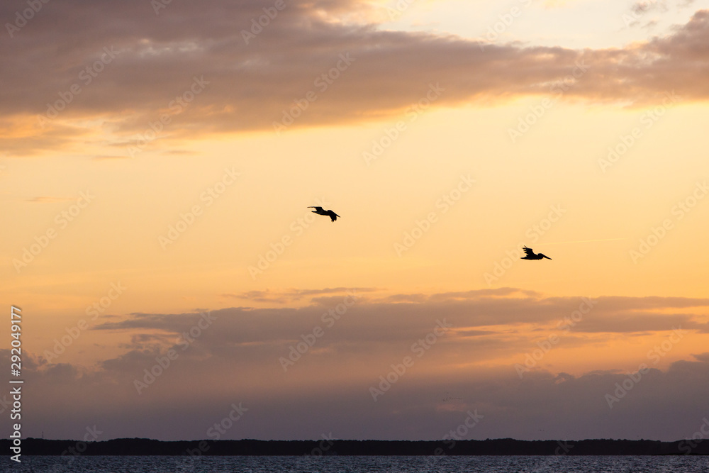 two brown pelicans flying sunset sky