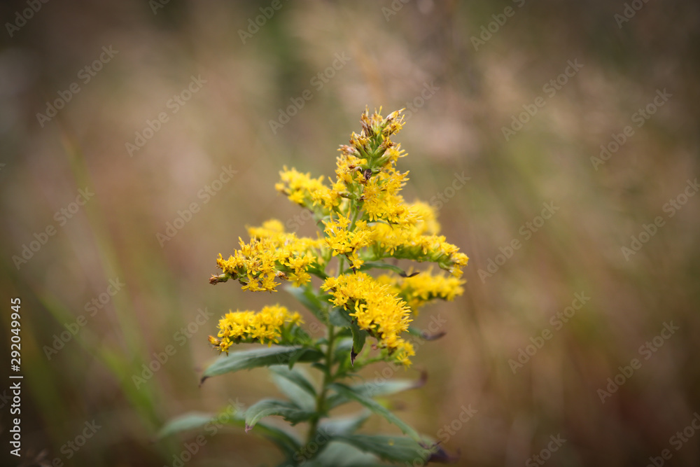 Obraz premium Yellow wild flower growing in the grass, Yellow plant