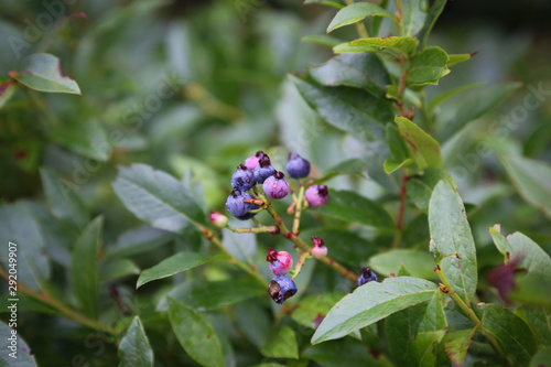 Wild blueberry bush with a few ripe berries