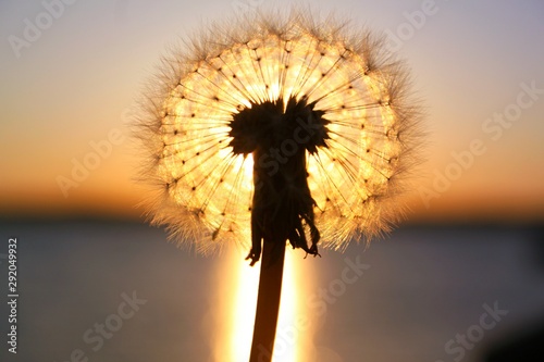 dandelion on a background