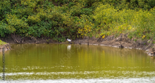 Bird sanctuary on Ile de Re island in France