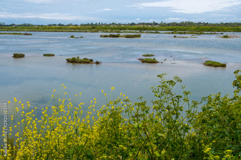 Yellow flowers in salt marsh of Ile de Re in France